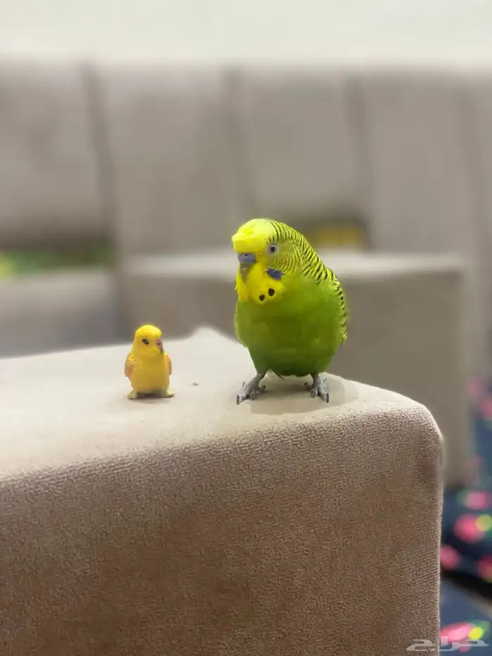 بادجي متكلم اليف طيور حب طيور زينة 11