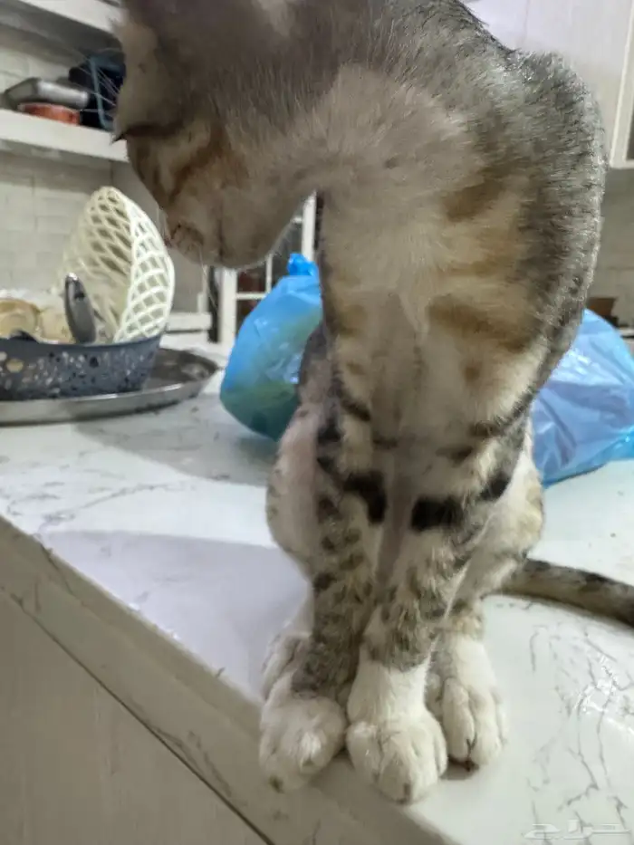 قطط للتبني 21