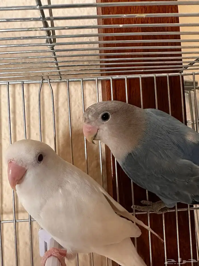 Beautiful Pair of Lovebirds for Sale   Healthy   Active 4