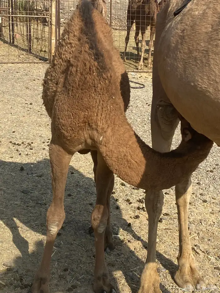 خلفه ساحليه طيبه للبيع 2