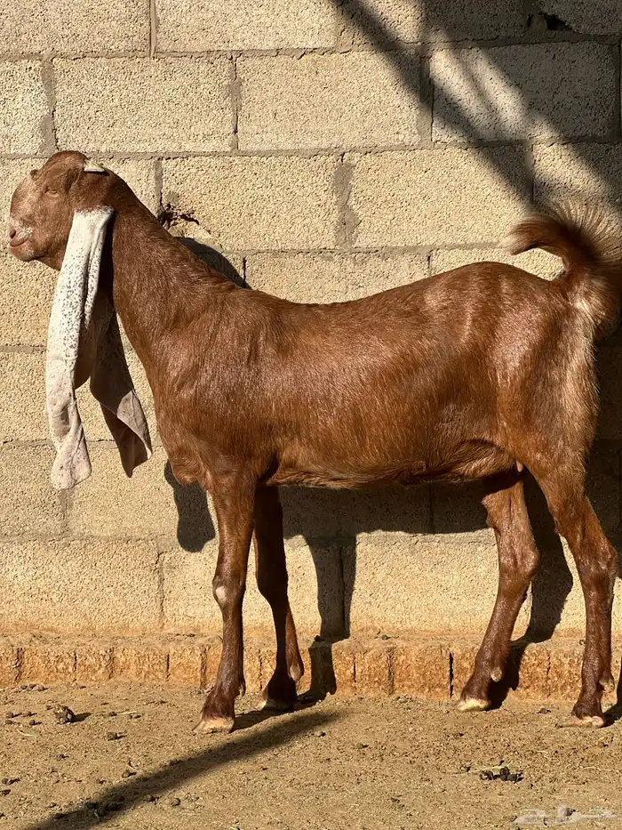 جفره هولندية خصم 2