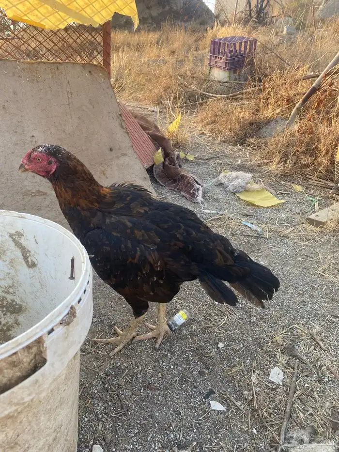 دجاجه باكستانيه للبيع 1