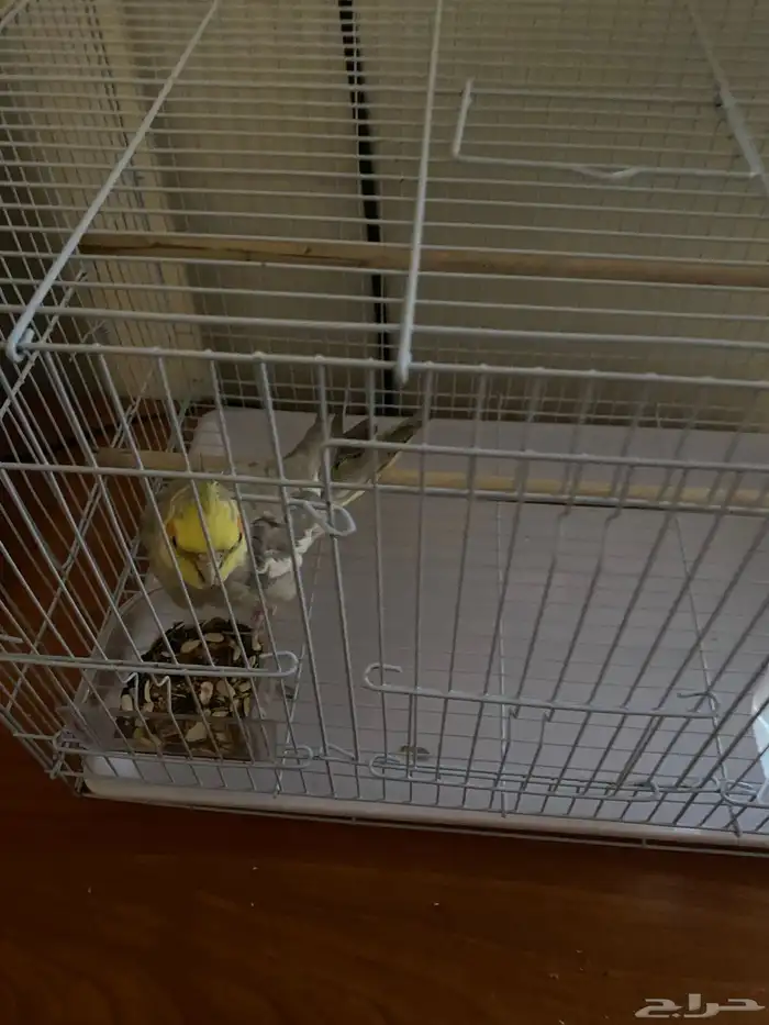 ببغاء كروان 2