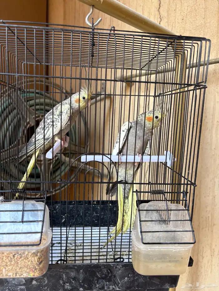 زوج كروان في مرحلة الانتاج 6