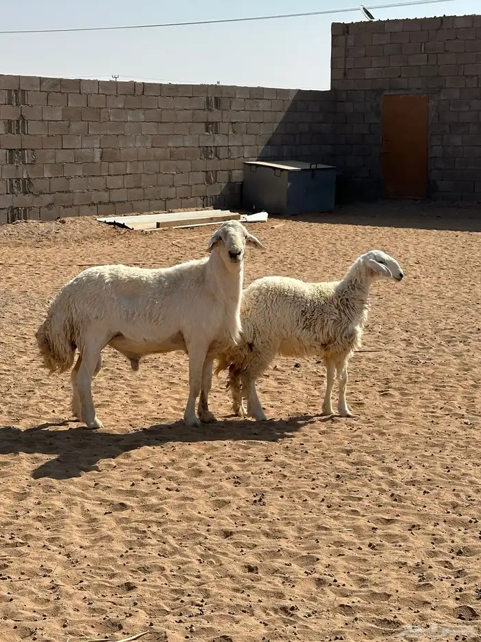 فحل حري صنف 1