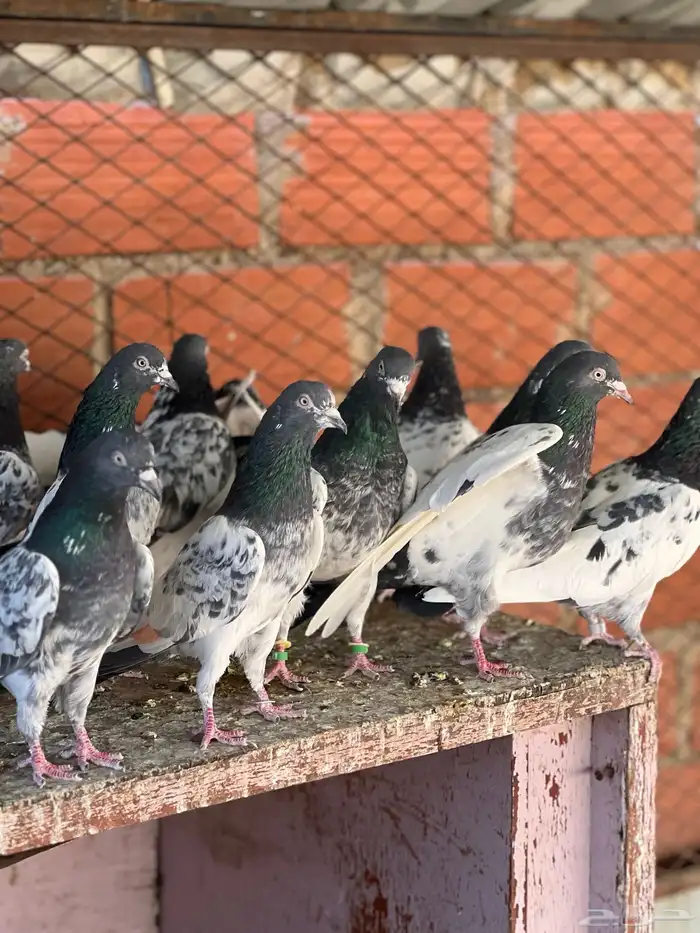 حمام بكستاني قولدن 1