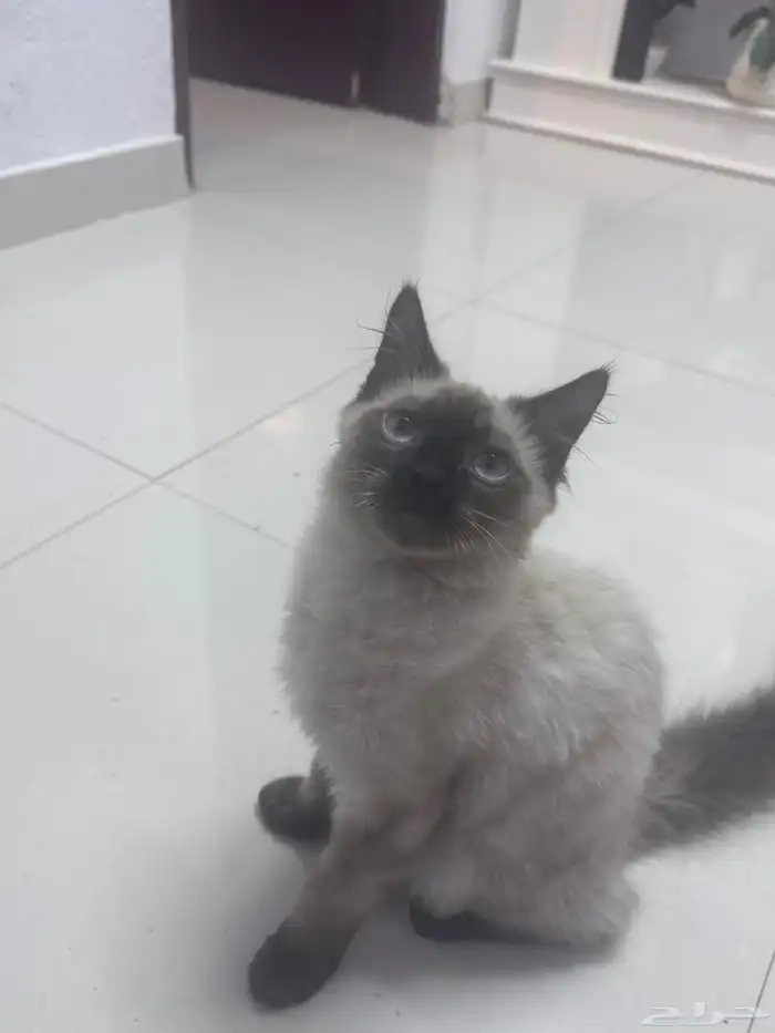 قط بيت هادي وبيحب اللعب جدا 0