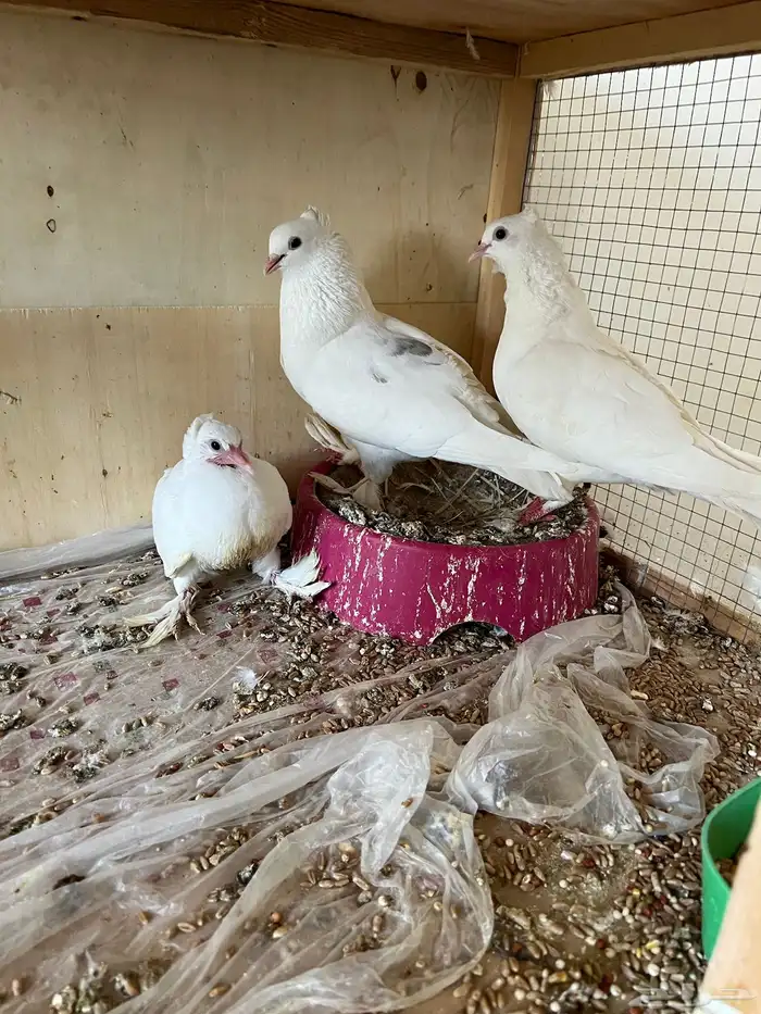 حمام زينه كوري وصنعاوي 6