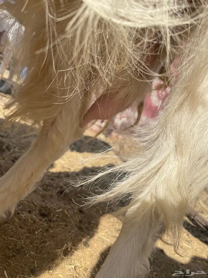 عنز جرم كفو دافع 0