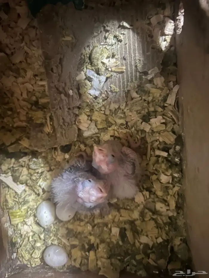 سلام عليكم فرخين كروان هولندي 3