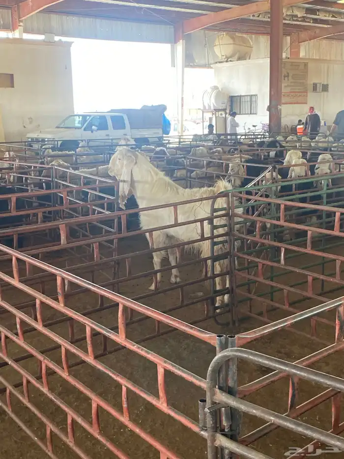 تيس وخروف فحول شرط صحه وعافيه. وقريع وإنتاج 2