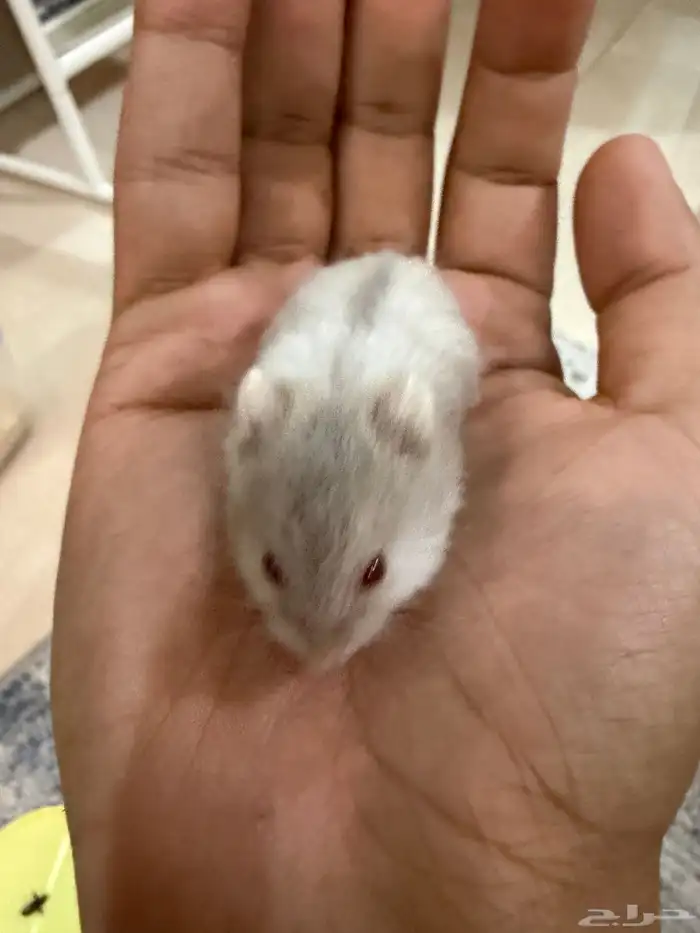 هامستر ب 15 ريال فقط 5