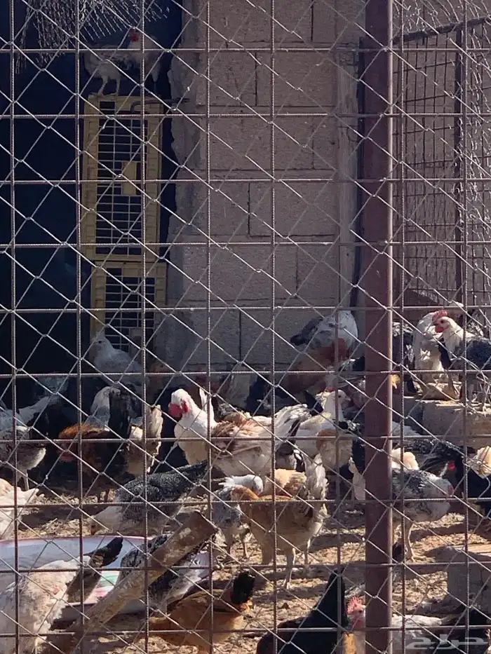 دجاج بلدي ساجر 4