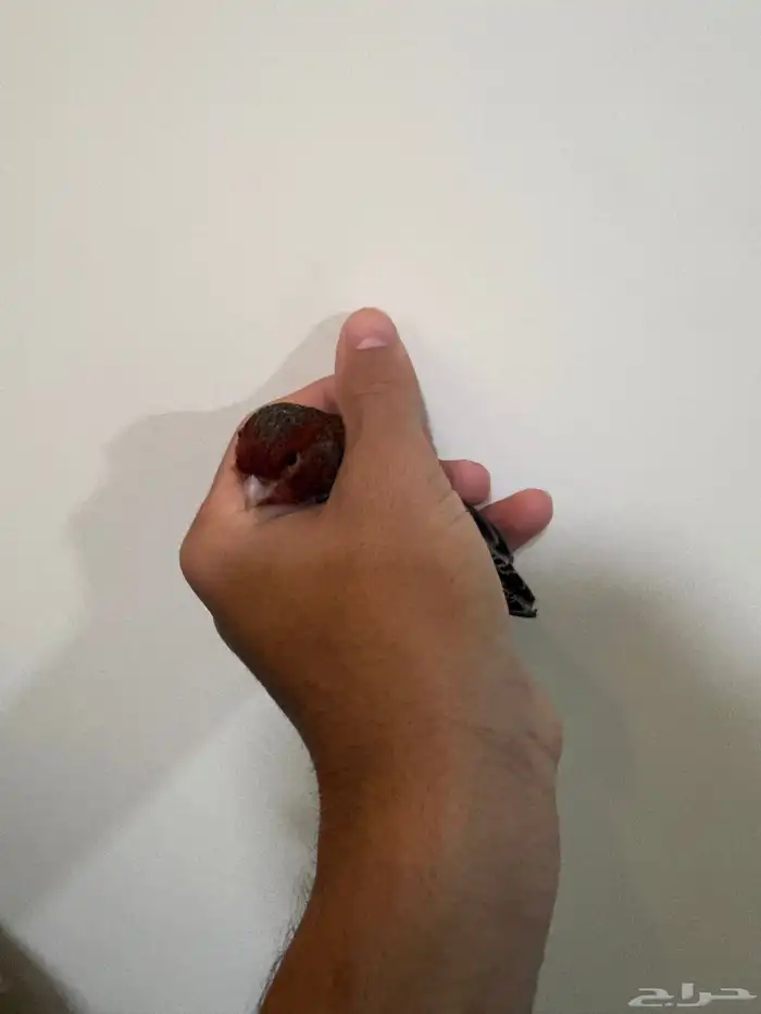 كناري أنثى جاهزه حق التزاوج 1