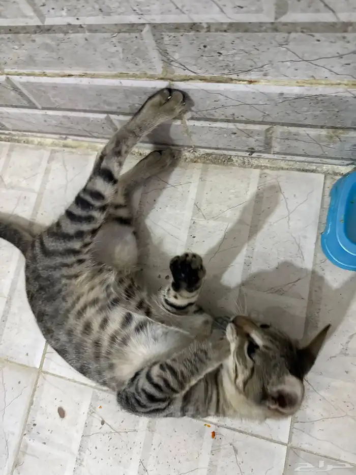 قطط للتبني 18