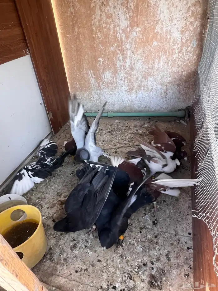 حمام شامي كش 5