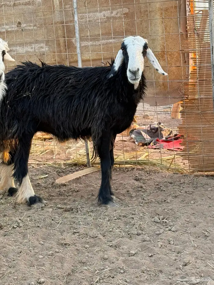 نعجه نجديه 0