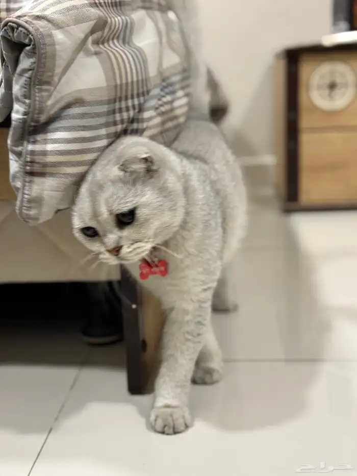 قط ذكر للبيع 0