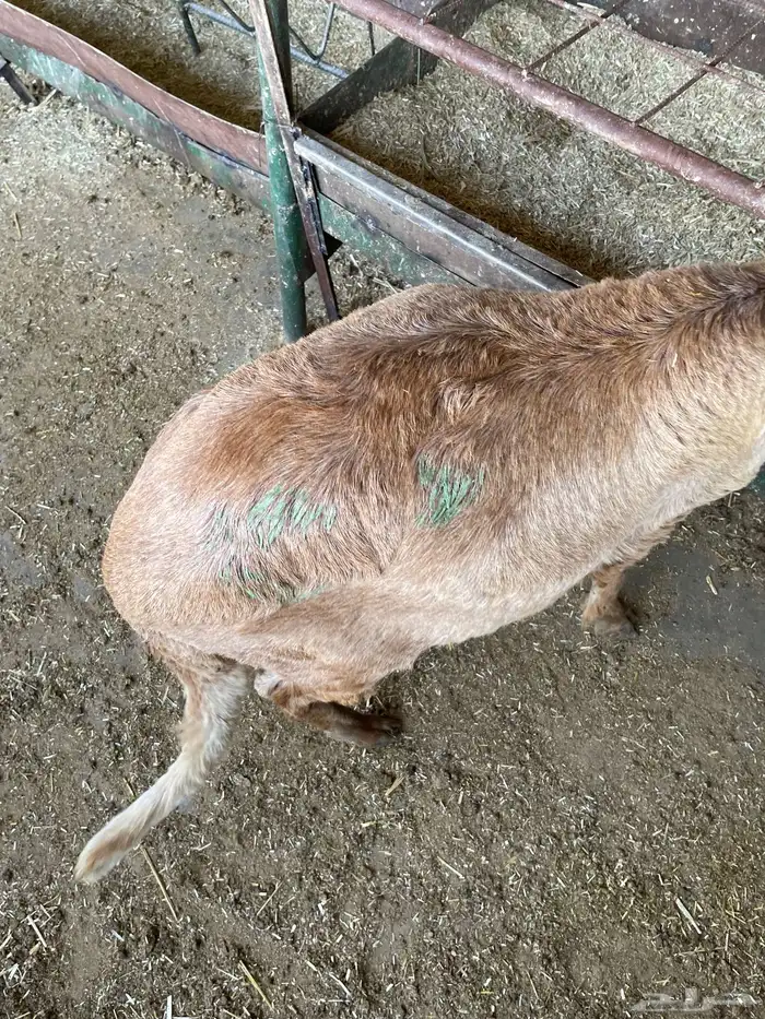 غنم سواكن مخاصي 16