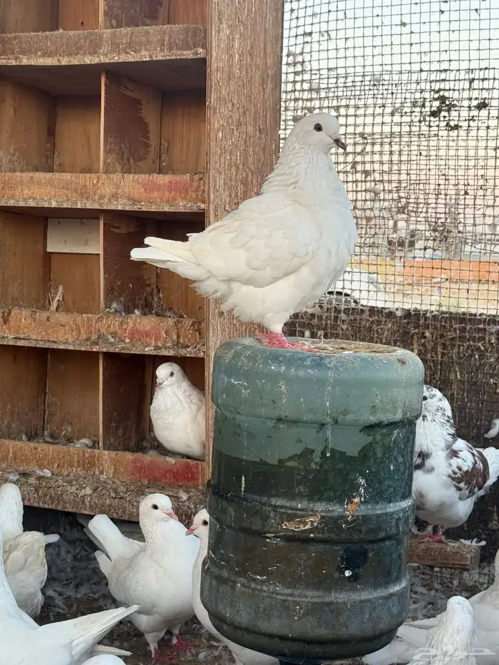 للبيع حمام كنق سوبر جامو 2