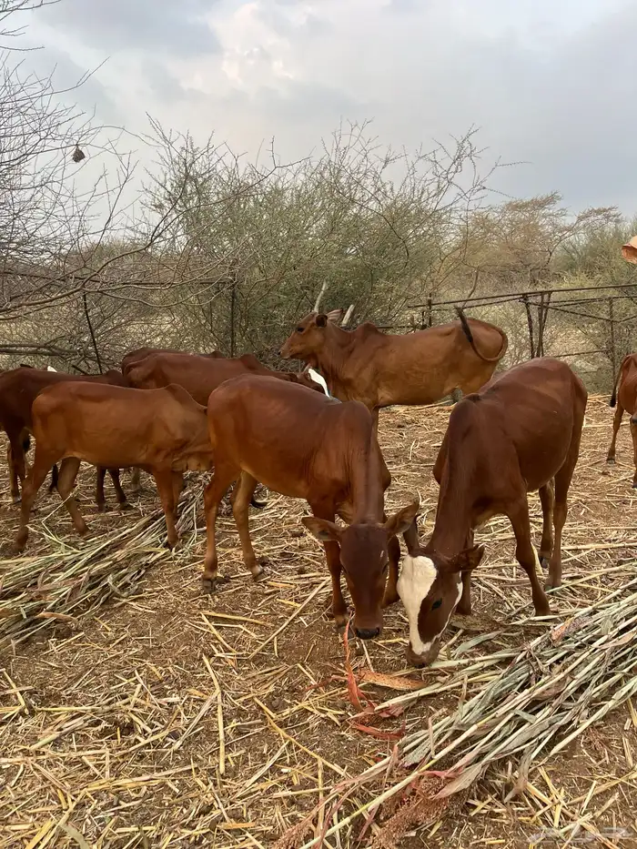 للي يرغب في تاسيس مراح بقر بلدي 5خبيش مراح واحد دهم و2ذكرا 1