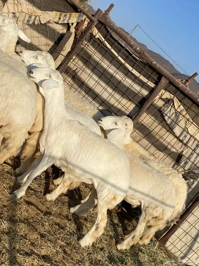 جذعات دفيع صنف الصنف 10