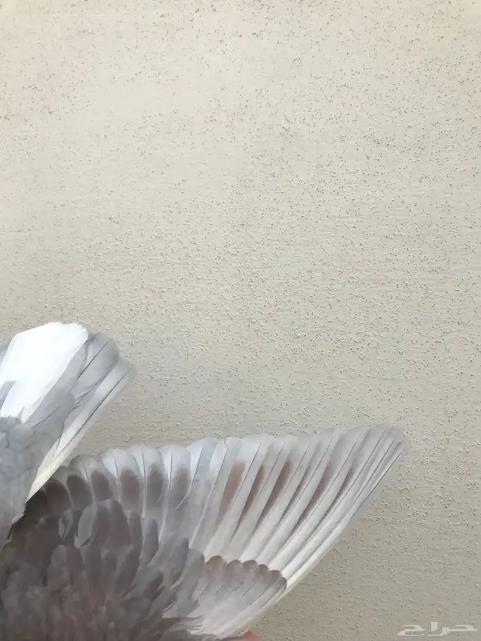 قطايف عرق الدمويات 17