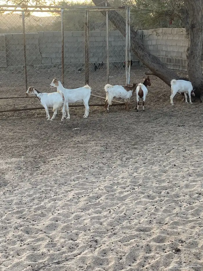 حلال نضيف للبيع 3