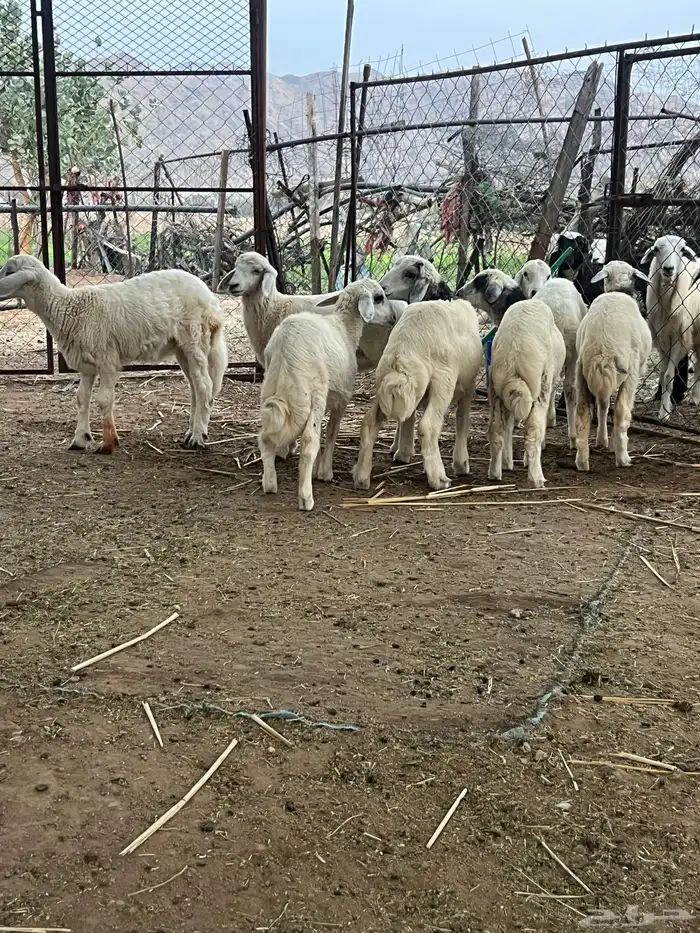 تهامة الباحة طليان 3