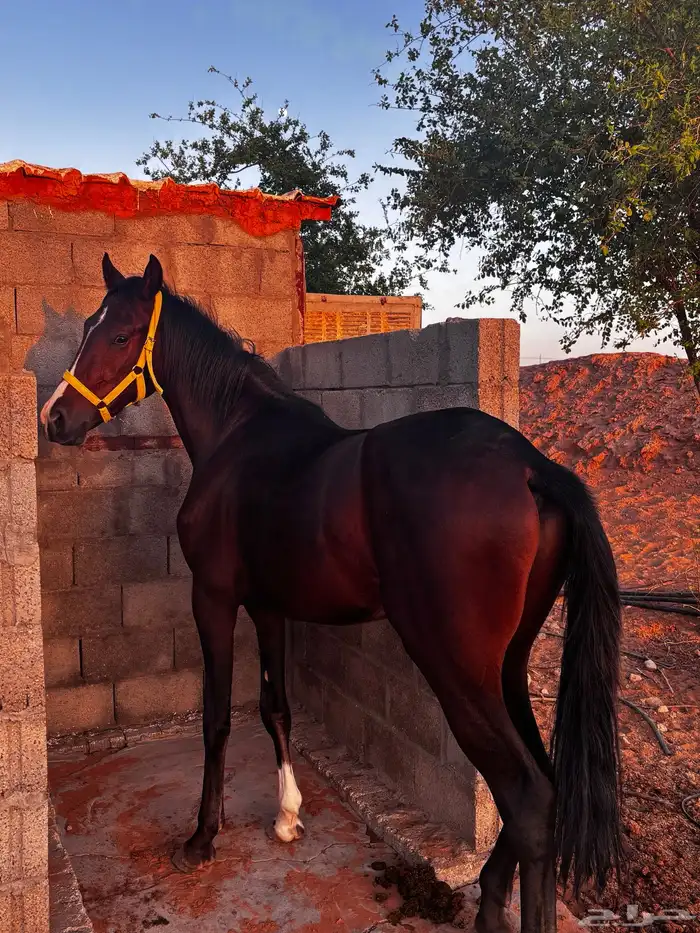 حصان جزيري شعبي 0