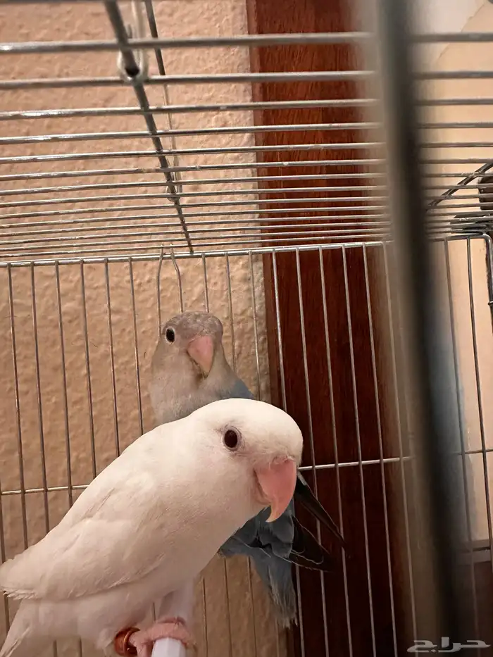 Beautiful Pair of Lovebirds for Sale   Healthy   Active 2