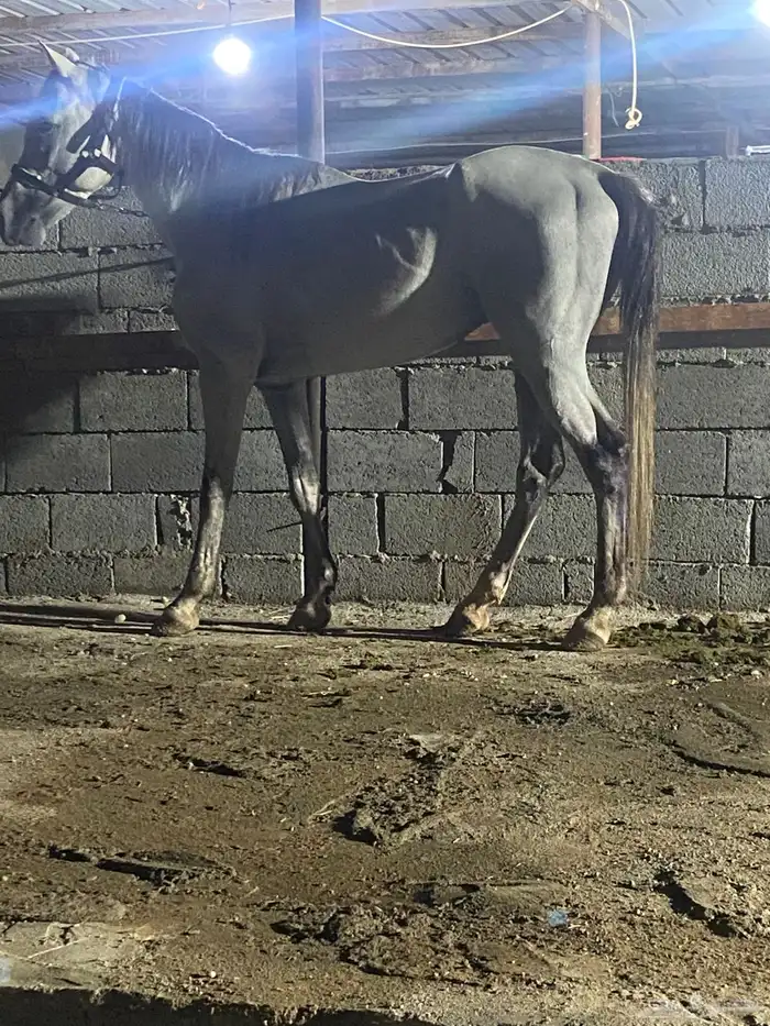 خيل شعبي 2