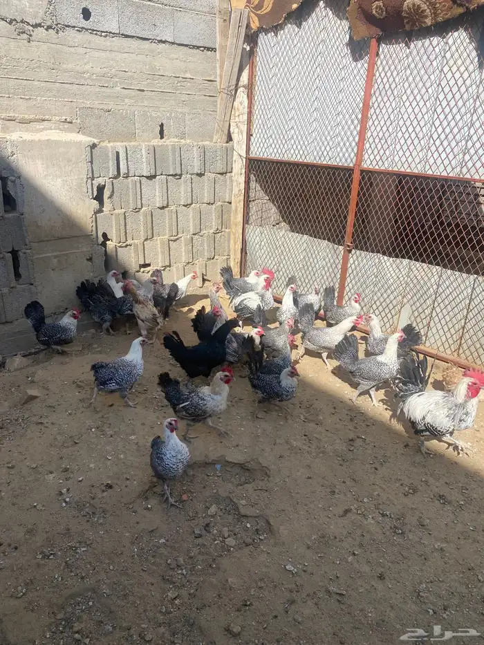 دجاج ي . فيومي للبيع 2