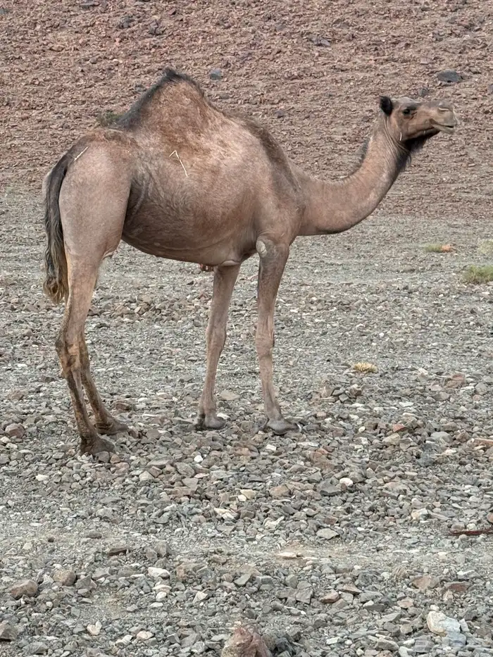 ناقه للبيع حايل له 4سنوات ملقحت 0