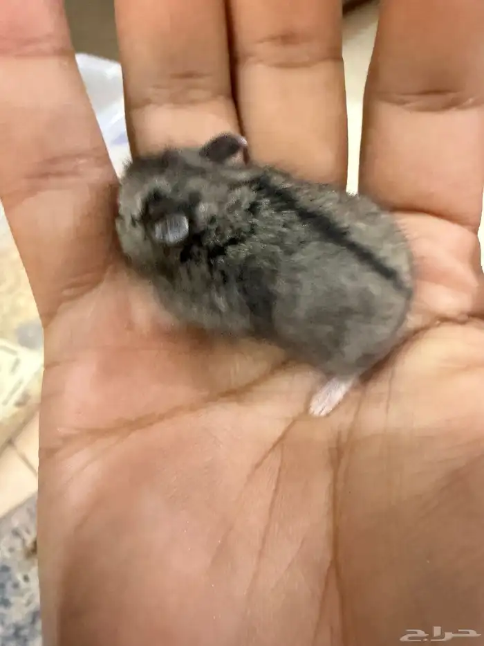 هامستر ب 15 ريال فقط 8