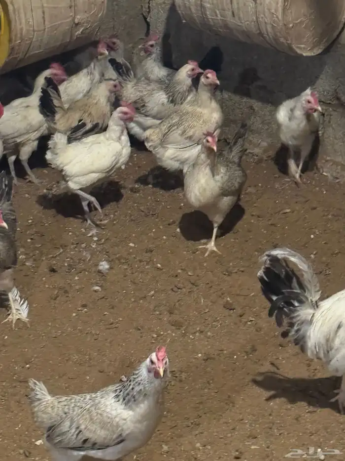 دجاج الموقع المزاحميه 2