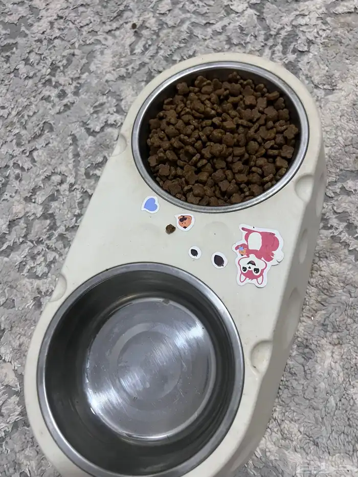 قطوه هملايا للتبني 3