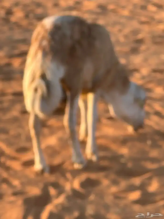 رفيديات جذعان 34