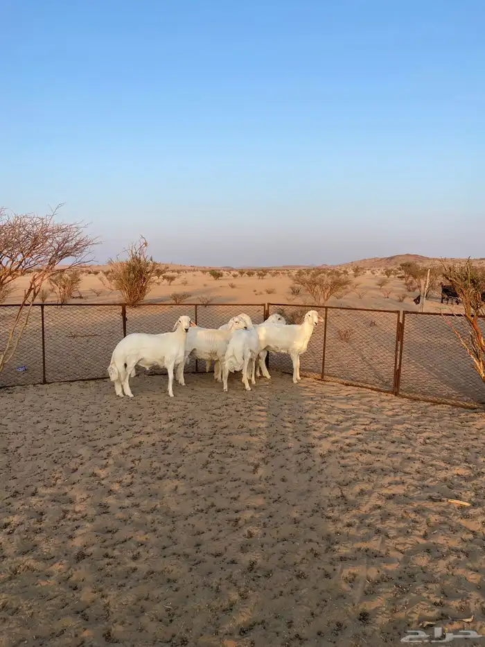 طليان مناسبات 0