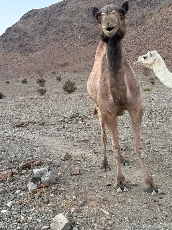 ناقه للبيع حايل له 4سنوات ملقحت 3