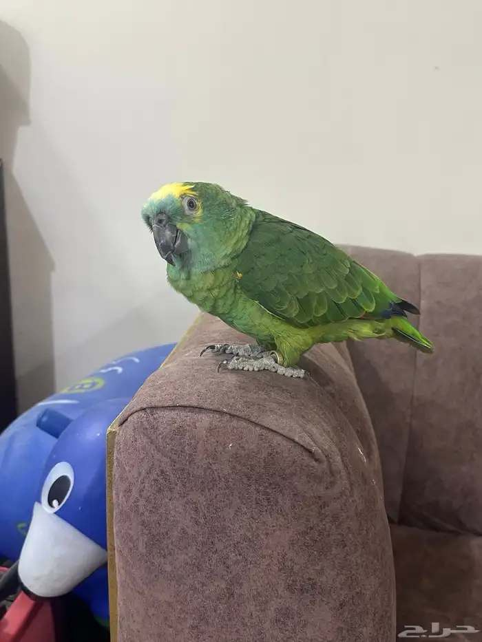 امزوني بلوفرنتد بلوفرند 4