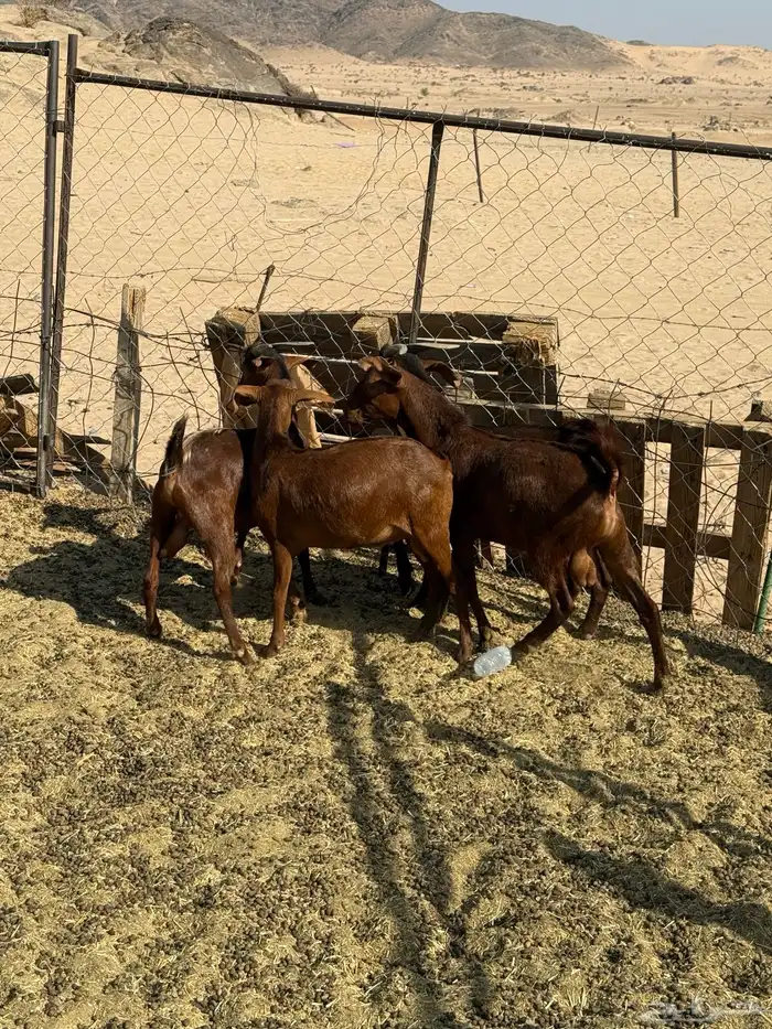 تيوس كفو فل شحم 1