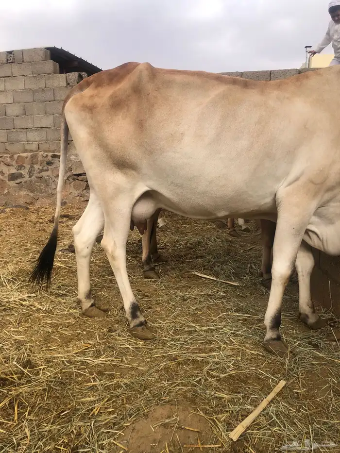 بقره هاديه تحتها حسيلة 5