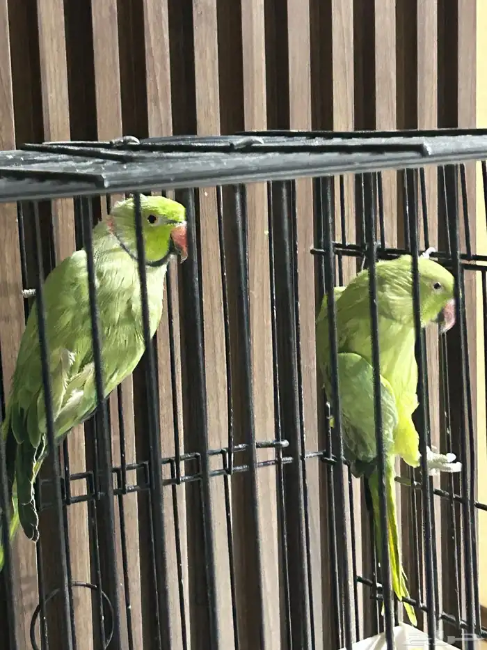 ببغاء درة هندي 4