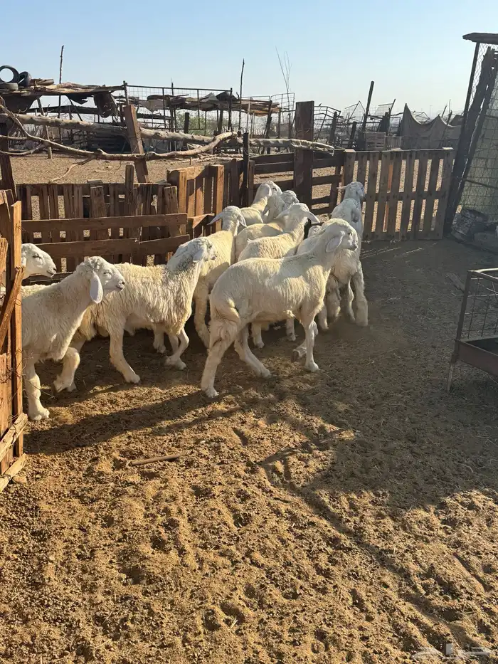 طليان ذبائح من مراحي 2