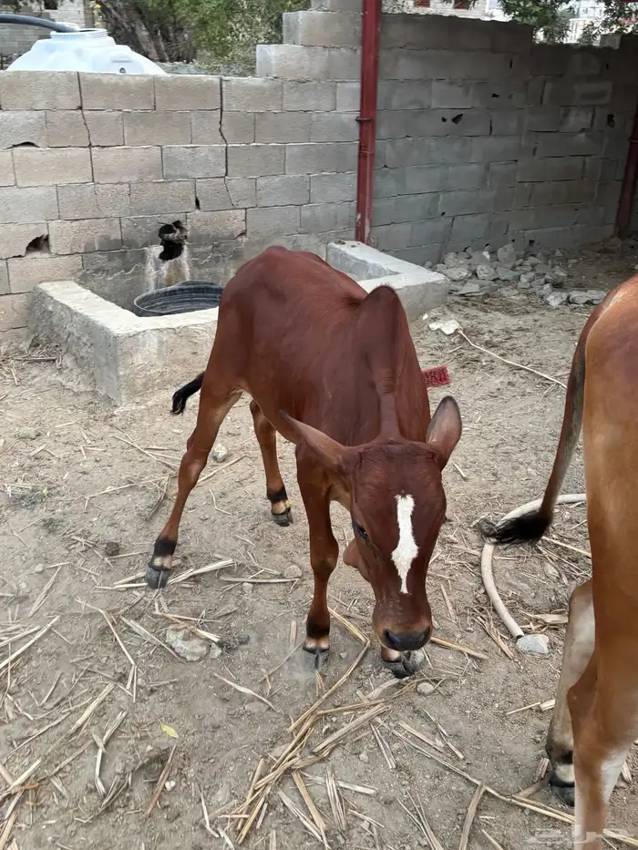 حسيل عمره 5شهور 0