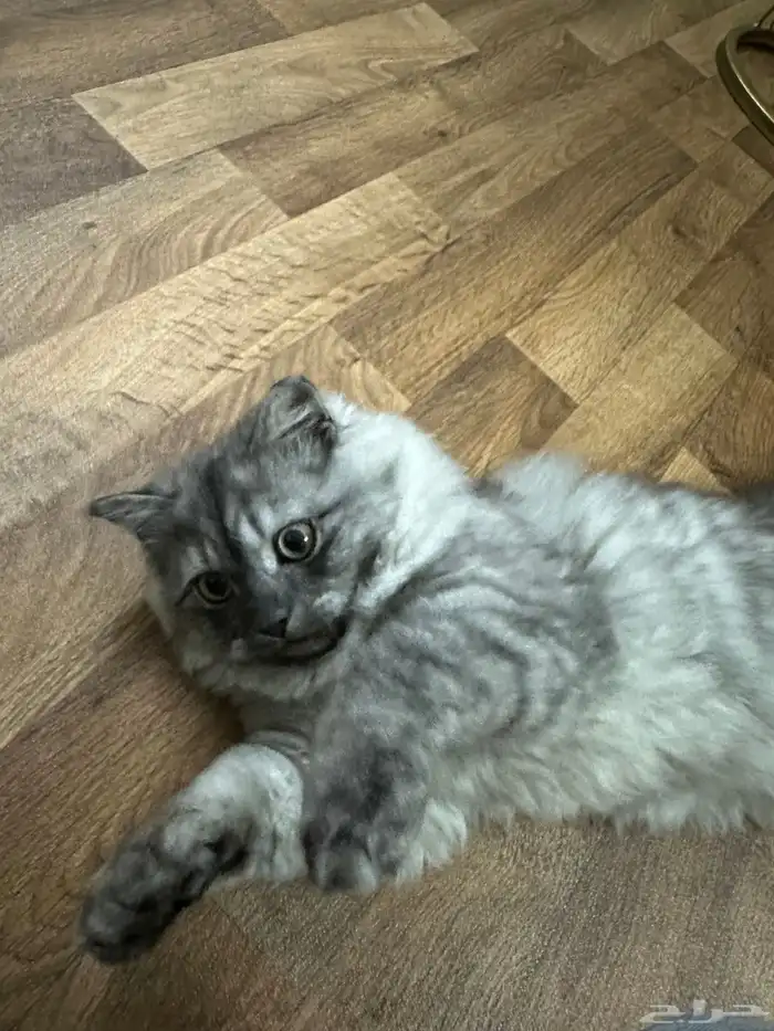 للبيع قط ذكر شيرازي 0