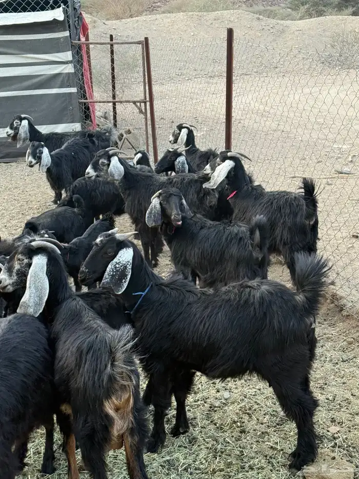 معزاء اباكير متابيع كفو 2