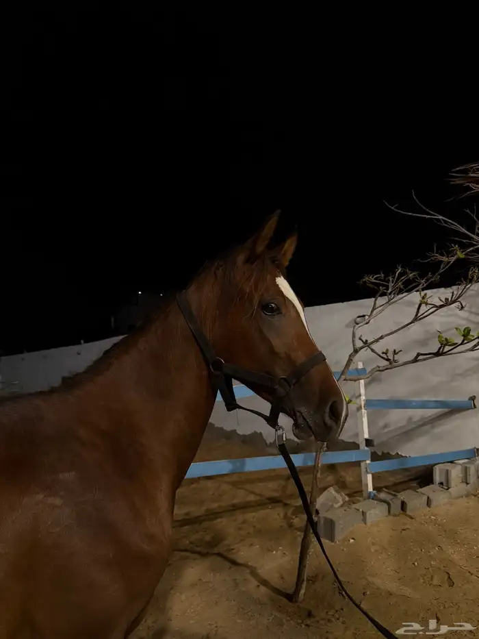 للبيع مهر عربي شعبي 3