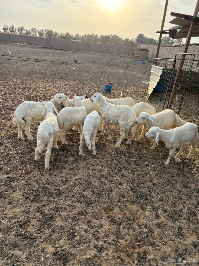 بهم حري تم البيع 0